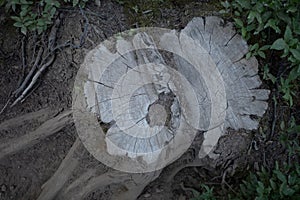 Tree Cut Down in Joffre Lakes Provincial Park, Canada