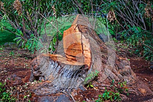 A tree is cut down with Trunk remaining, save tree photo