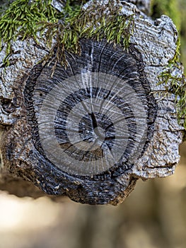 A tree cut down in a wood