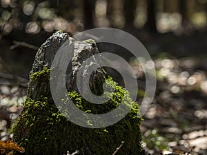 A tree cut down in a wood