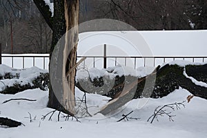 Broken fallen snow covered tree in winter, single tree, snow blizard, cold weather in winter season, disaster photo