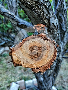 Tree cut in halk small branch texture oval shape with dark wood tone