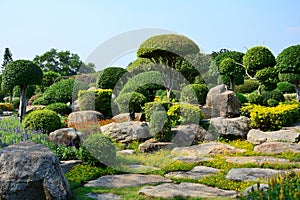 The tree is cut into mushroom shrubs with stones in the garden.