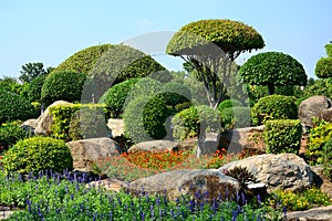 The tree is cut into mushroom shrubs with stones in the garden.