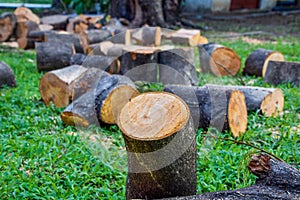 The tree cut into pieces, placed on a green lawn, Close up of stumps tree set on ground grass, Cutting trees can cause natural