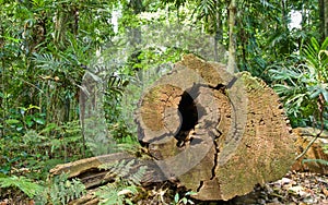 Tree cut in rainforest