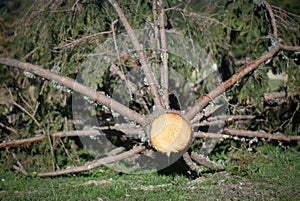 Tree cutting