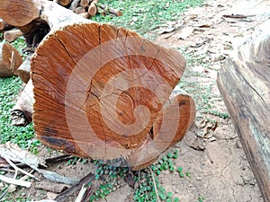 Tree cutting Details wood pattern logs  and Useless old logs can be made into firewood. photo