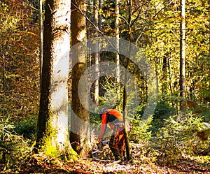 Tree cutting in the forest