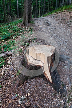 Tree cutting in forest. Deforestation in natural environment