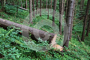 Tree cutting in forest. Deforestation in natural environment