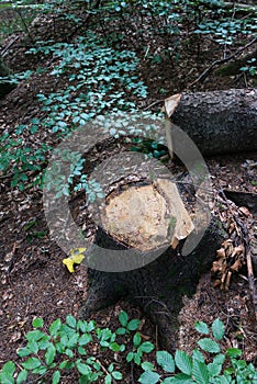 Tree cutting in forest. Deforestation in natural environment