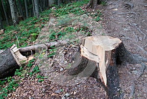 Tree cutting in forest. Deforestation in natural environment