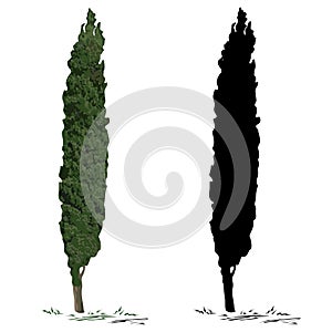 Tree cypress and silhouette of a cypress