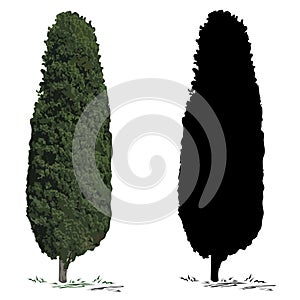 Tree cypress and silhouette of a cypress