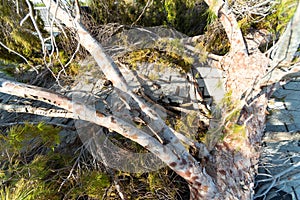 Tree Damage to Roof after Major Monsoon