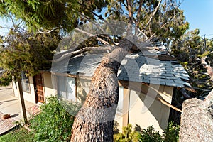 Tree Damage to Roof after Major Monsoon