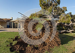 Tree Damage to Roof after Major Monsoon