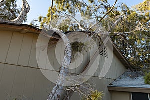 Tree Damage to Roof after Major Monsoon