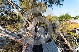 Tree Damage to Roof after Major Monsoon