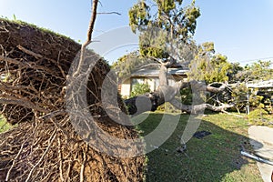 Tree Damage to Roof after Major Monsoon