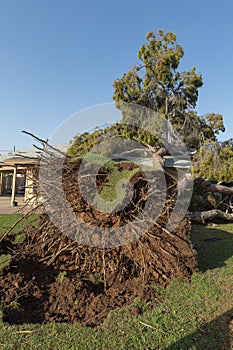 Tree Damage to Roof after Major Monsoon