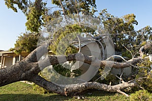 Tree Damage to Roof after Major Monsoon