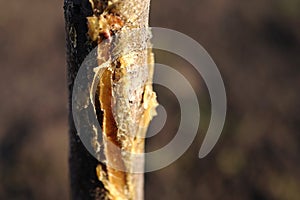 Tree with damaged bark