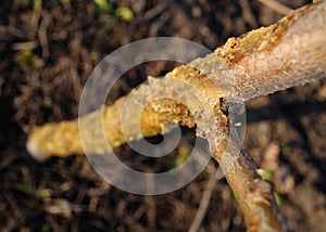 Tree with damaged bark