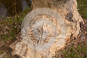 Tree damaged by beaver, damaged and gnawed tree