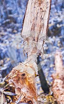 Tree damaged by a beaver