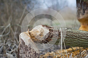Tree damaged by the beavers; gnawed by the beavers; damaged area