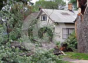 Tree damaged by wind