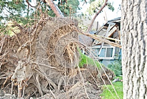 Tree Damages House