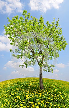 Tree on dandelions field.