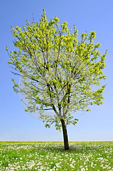 Tree on dandelions field.