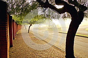 Tree with dark curved trunk in a street photo