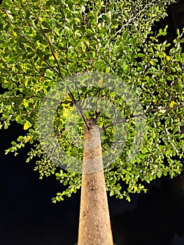 Terminalia Catappa at Night