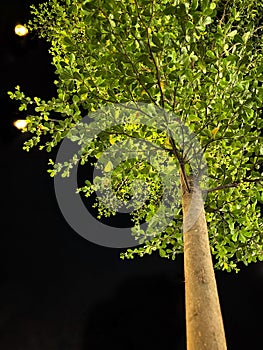 Night at Terminalia Catappa Tree