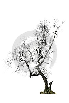 Tree (Dead tree) isolated on white background