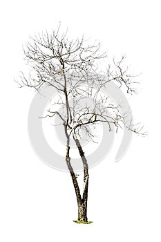 Tree (Dead tree) isolated on white background