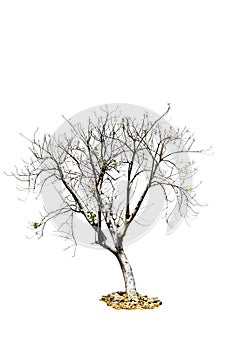 Tree (Dead tree) isolated on white background