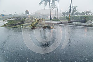 Tree and debri in road during typhoon photo