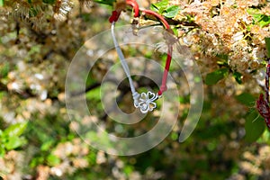 Tree decorated tied Martenitsi.Symbol of approaching spring. Baba Marta day Bulgaria