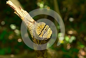 Tree with deep bruised stick bursting