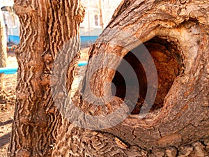 Tree with a deep hollow.