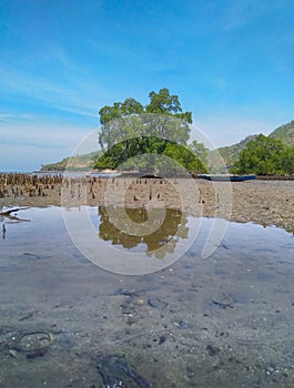 Mangrove tree refletion in sea water of Cristo Rei beach, Timor-Leste. photo