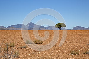 Tree desert