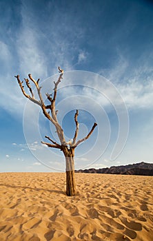 The tree in desert