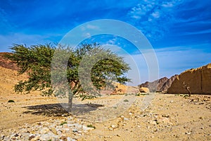 Tree Desert Acacia tortilis